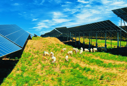 青海化隆：250MW牧光互補復合型光伏發電項目啟動