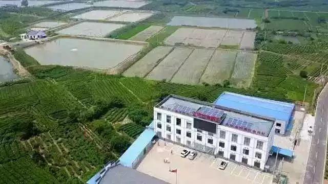 【權威報道】村主任帶領村民建光伏增收10萬元，表示還要再擴建！