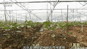 央視 | 這一次，光伏又一次在央視刷屏了！這個光伏項目給9.48萬的貧困人口“造血給養(yǎng)”