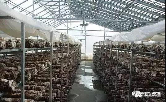 干貨| 光伏農業大棚 種類及投資預算