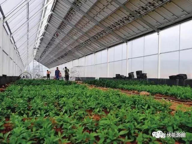 干貨| 光伏農業大棚 種類及投資預算