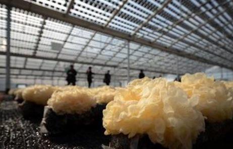 中央一號文件實施鄉村振興戰略 光伏進農村號角吹響?。?！