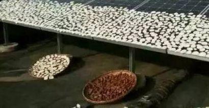 如何讓光伏發電真正為老百姓賺錢的絕招請收下！！