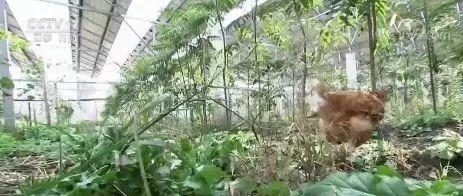 趨勢 | 光伏將成為廠房標配！“光伏+工業”時代已經開啟！