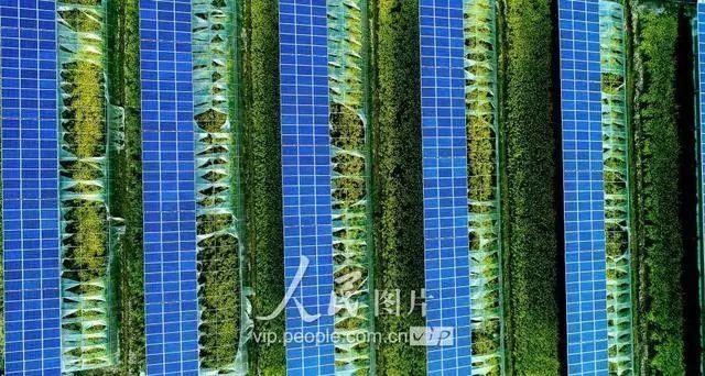 安徽廬江：“光伏+農業”助力鄉村發展