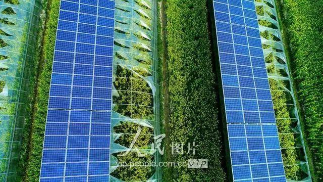 安徽廬江：“光伏+農業”助力鄉村發展